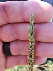 Tridens albescens