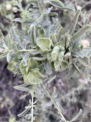 Atriplex canescens