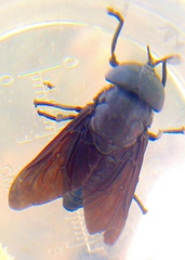 Tabanus atratus