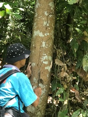 Balakata baccata