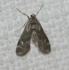 Hygraula nitens