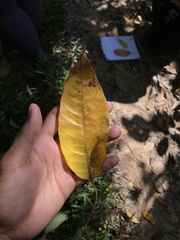 Balakata baccata