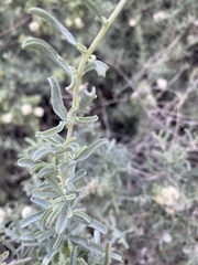 Atriplex canescens