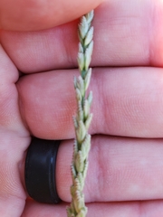 Tridens albescens