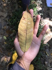 Balakata baccata