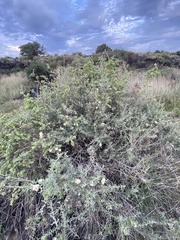 Atriplex canescens