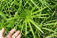 Cyperus alternifolius