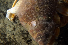 Cuthona nana