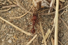 Pogonomyrmex occidentalis