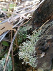 Cladonia botrytes