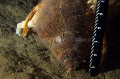 Cuthona nana
