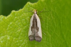 Dichomeris inserrata
