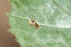 Thaumatomyia