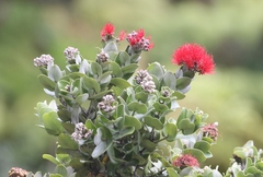 Metrosideros polymorpha