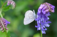 Celastrina