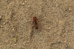 Pogonomyrmex occidentalis