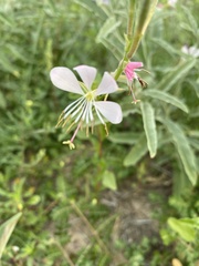 Oenothera suffrutescens