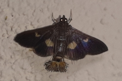 Diaphania