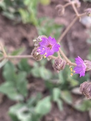 Mirabilis linearis