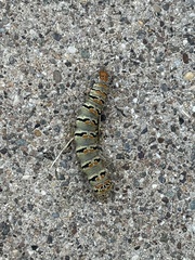 Euscirrhopterus gloveri
