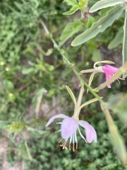 Oenothera suffrutescens