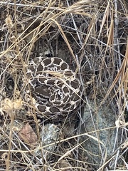 Crotalus oreganus helleri