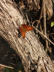 Polygonia