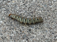 Euscirrhopterus gloveri