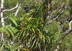Freycinetia arborea