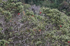 Metrosideros polymorpha