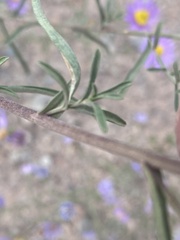 Mirabilis linearis