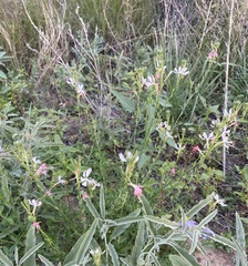Oenothera suffrutescens