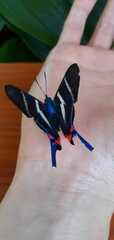 Rhetus arcius