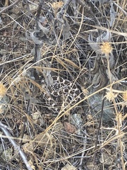 Crotalus oreganus helleri