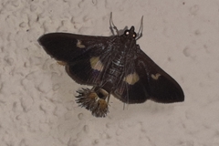 Diaphania