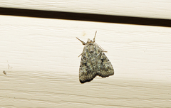 Anaplectoides pressus