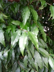 Plinia cauliflora