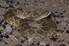 Crotalus scutulatus