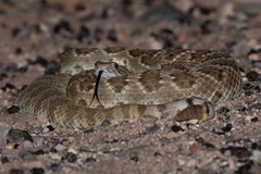 Crotalus scutulatus