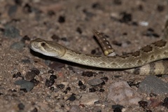 Crotalus scutulatus