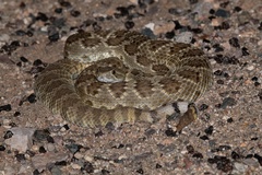 Crotalus scutulatus