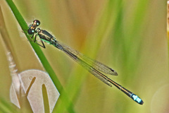 Ischnura denticollis