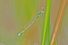 Ischnura denticollis
