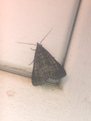 Tetanolita mynesalis