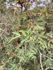 Berberis haematocarpa