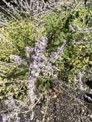 Salvia yangii