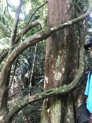 Ochanostachys amentacea