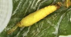 Peribona venosa