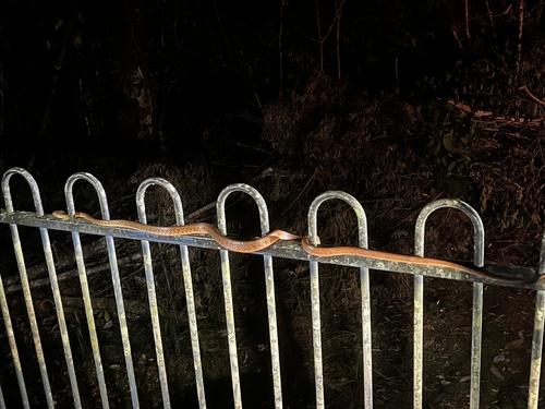 Brown Tree Snake sighting