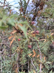Berberis haematocarpa